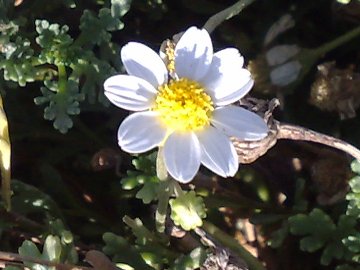 Un pulvino di margherite sulla sabbia - Anthemis sp.